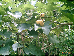 Jatropha